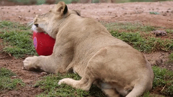 Zoo Animals Play With Easter Themed Treats