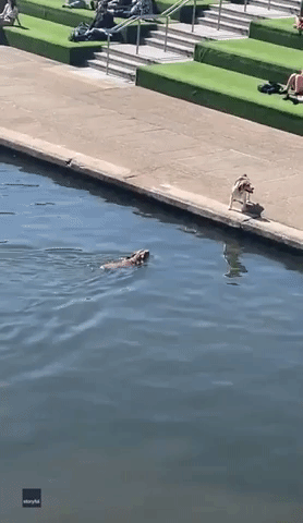 Swimming Dog Channels Jaws to Scare Other Dog