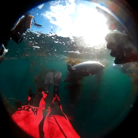 Scuba Drivers Swim With Curious Harbor Seal