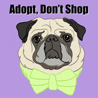 Bow Tie Love GIF