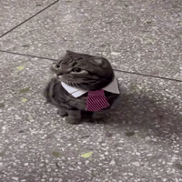 Good Morning Cat GIF