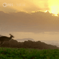 Pbs Nature Travel GIF by Nature on PBS