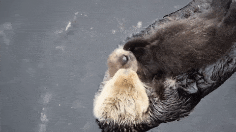 otter GIF