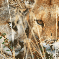 South America Cats GIF by BBC America