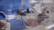 panda GIF by Nat Geo Wild 