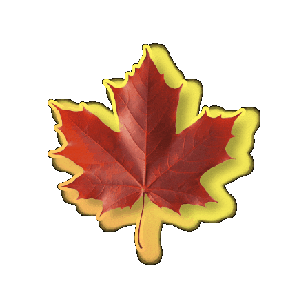 maplebearmogi giphygifmaker Sticker