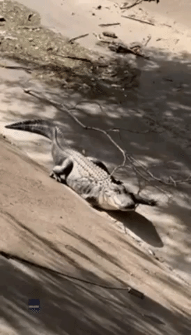 Alligator With Missing Leg Struggles to Walk Through Louisiana Park