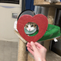 adorable rejection GIF