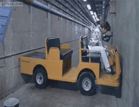 bear february GIF