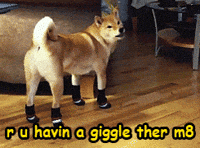 funny dog looking GIF