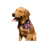 Golden Retriever Happy Dog Sticker by Geekster Pets