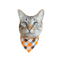 Halloween Cat Sticker by Geekster Pets
