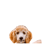 Poodle Sticker by Geekster Pets
