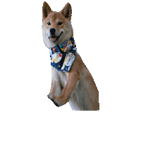 Shiba Inu Star Wars Dog Sticker by Geekster Pets