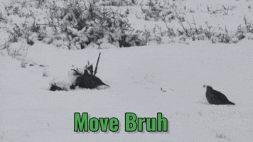 Move It Come On GIF by U.S. Fish and Wildlife Service