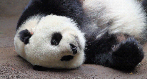 panda bear GIF