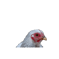Chicken Farming Sticker