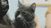 Cat Reaction GIF by Nat Geo Wild