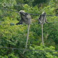 Pbs Nature Monkey GIF by Nature on PBS