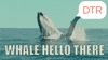 opening hello GIF by DTR