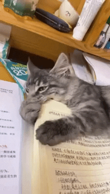 cuteanimalland giphyupload GIF