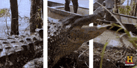 history channel danger GIF
