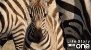 bbc one wildlife GIF by BBC