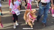 golden retriever dog GIF