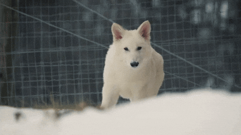 Dire Wolf Snow GIF by Colossal