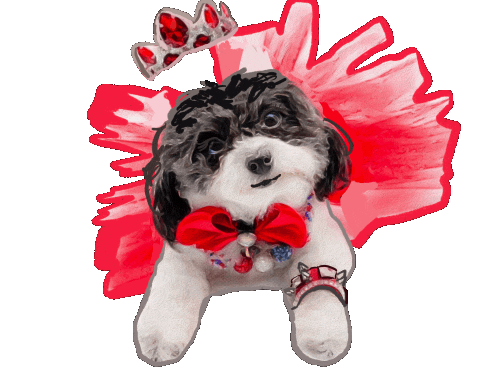 Tutu Maltipoo Sticker