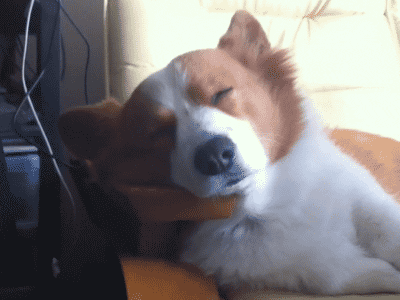 Cute GIF by The BarkPost