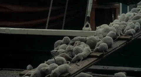 phantom der nacht GIF