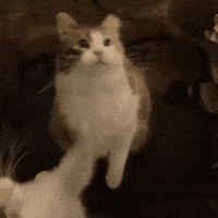 Cat GIF