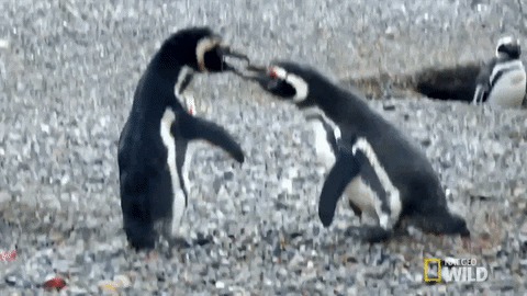 Wildlife gif. Two angry penguins squawk in each others' faces.