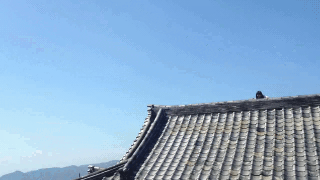japan jumping GIF