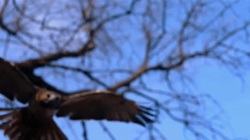 symphony for our world GIF by Nat Geo Wild 