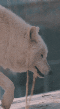 Arctic Wolf GIF by Valley Zoo Development Society