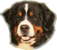 dog wink Sticker