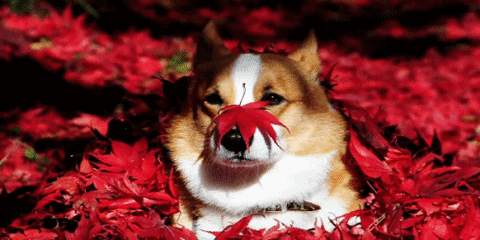 red GIF