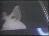 commercial spuds mackenzie GIF