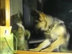 cat and dog GIF