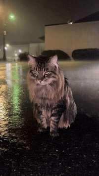 Tabby Cat Mr GIF