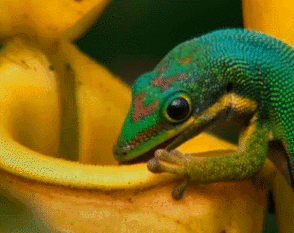 Cosmos Lizard GIF by Global Entertainment