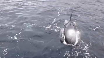Multiple Orcas Spotted in the Shetlands