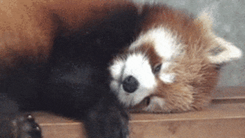 resting red panda GIF