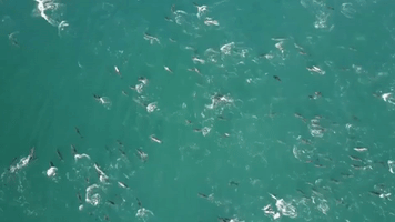 Spectacular Drone Footage Shows Pod of Dolphins Moving Through the Water