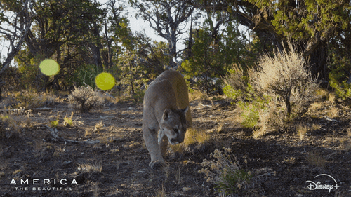 America Lion GIF by Nat Geo Wild