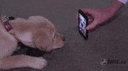 ice hockey dog GIF by NHL