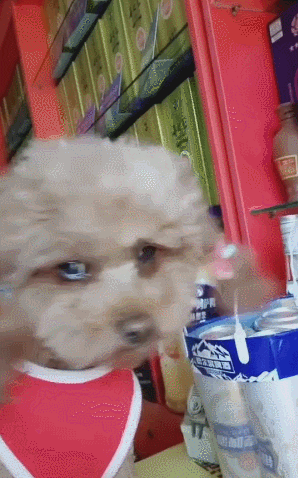 cuteanimalland giphyupload GIF