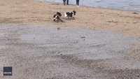 Dogs From Same Litter Reunite on Beach Almost 200 Miles Away